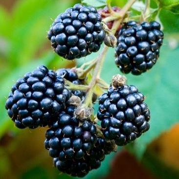 Blackberrys